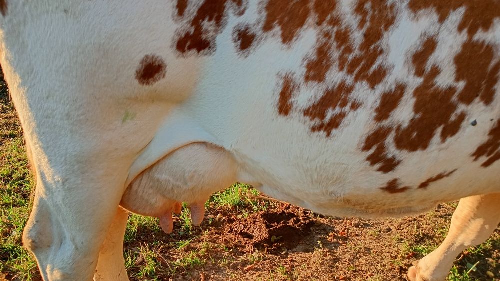 Vaca de vînzare!