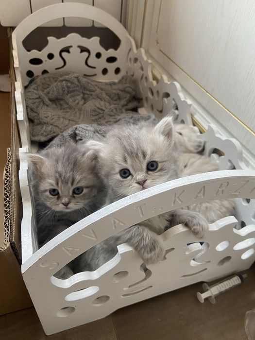 продается котята