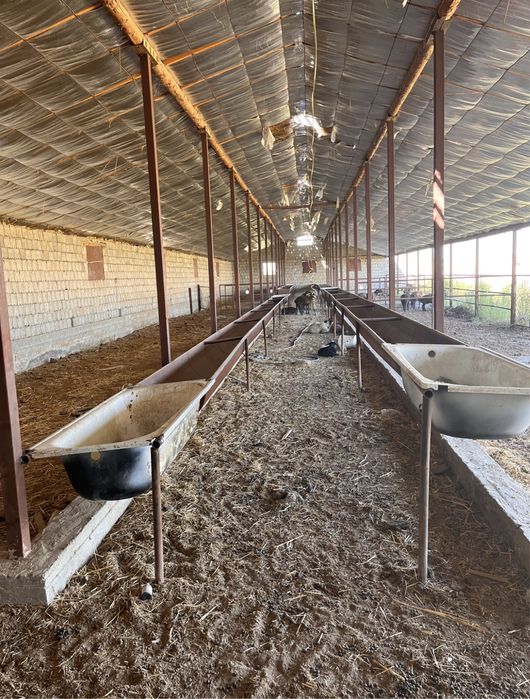 Мал Кора Мал Қора Фазенда