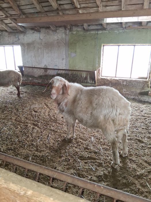 Продавам Овен, Коч