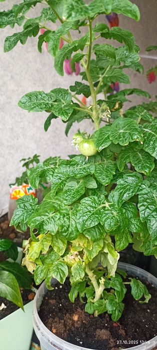 Домашние помидоры и перцы