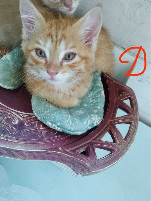 Отлам котят бесплатно