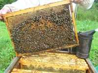 Пчелы пчелопакеты пчелосемьи улья улей
