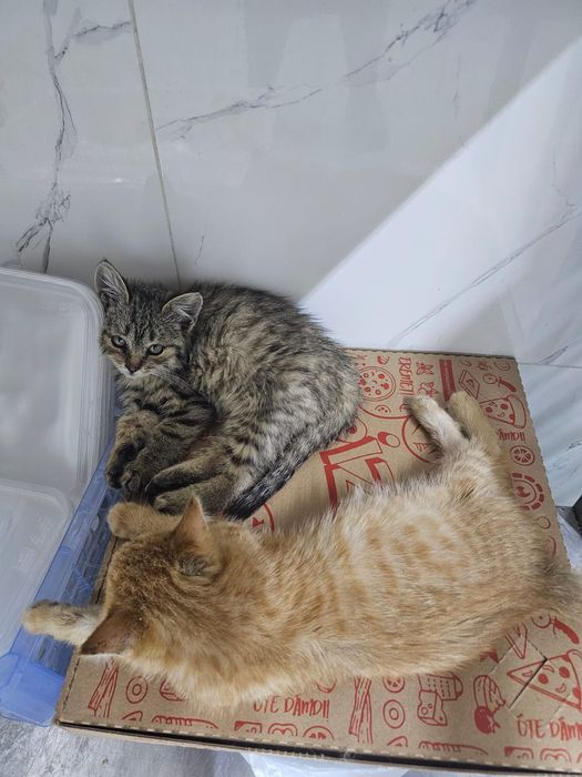 Кошка бесплатно в хорошие руки