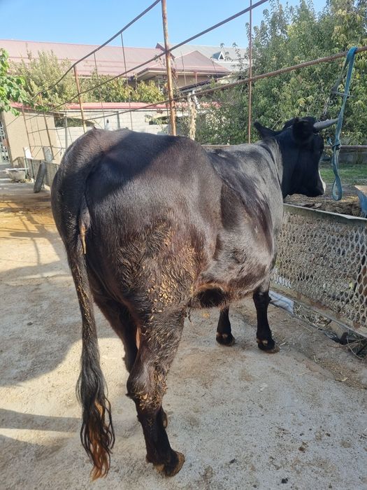 Gibrid bugʻoz gʻunojin sotiladi!!!