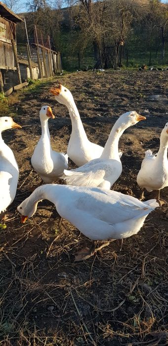 gâște tinere frumoase