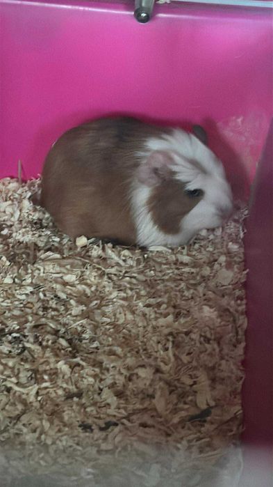 Vând porcușor de guineea