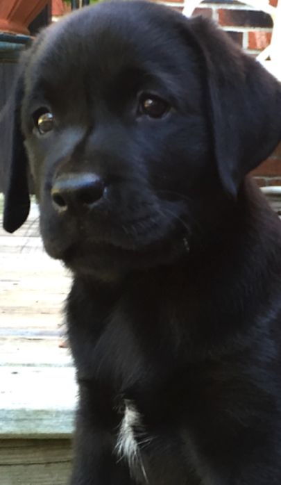 Labrador retriever fetiță  550 lei