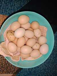 Домашние яйца инкубационный