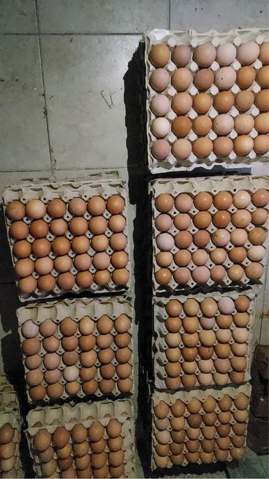 Vând ouă proaspete