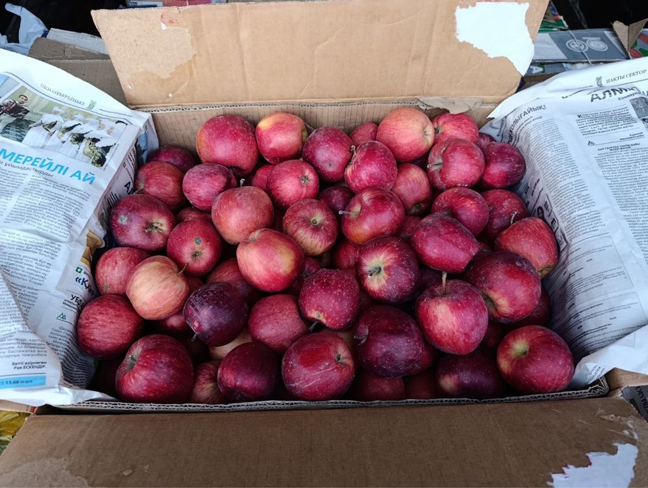 Яблоки американка, золотой