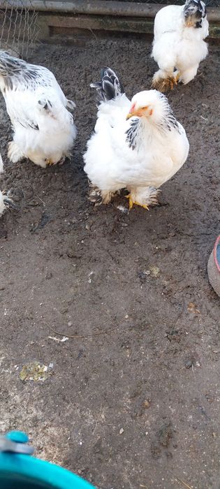 Vând 5 găini Brahma Herminat Deschis