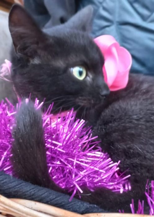 Отдаём добрым людям красивого котёнка