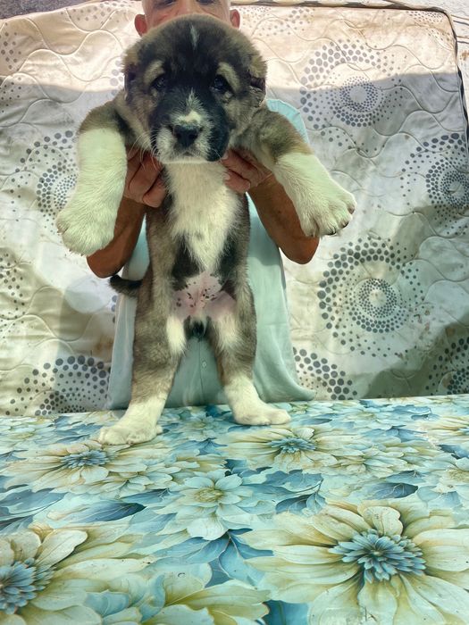 Щенок Алабая ( Супер Гигант ) чистокровный