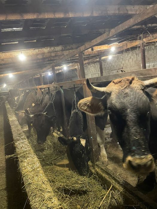 Продам коров молочные