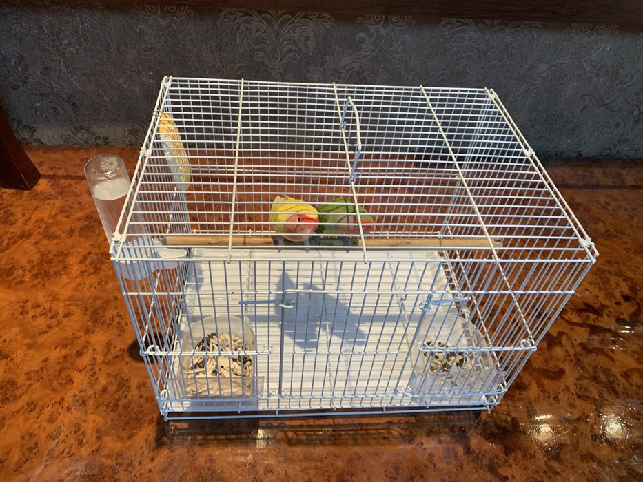 Продам папугаи неразлучники