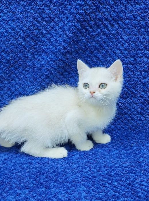 Скотиш страйт серебристая шиншилла девочка
