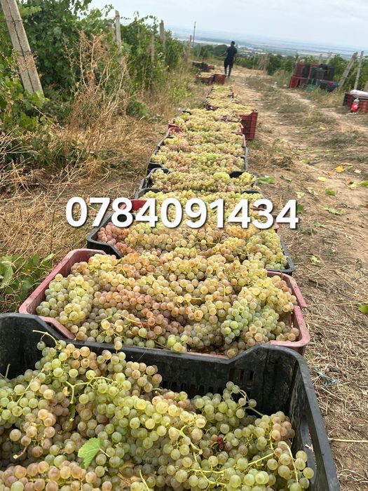 Struguri pentru vin producție 2025