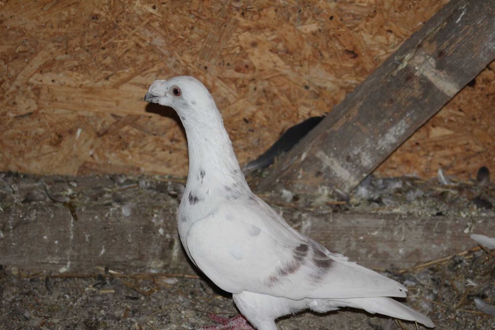 porumbei duduros