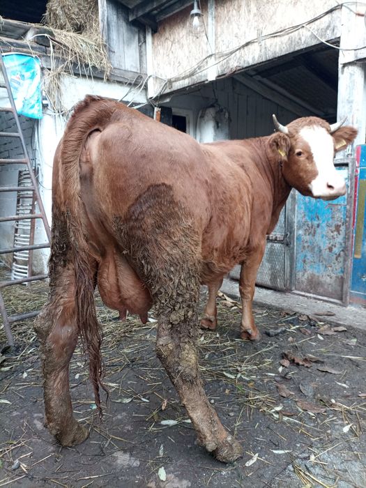 Vacă cu lapte junincă la prima fătare