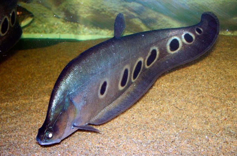 Продам рыбу индийский нож