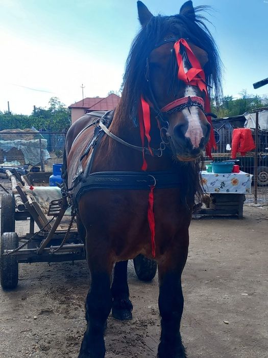 Vând Armăsar Polonez