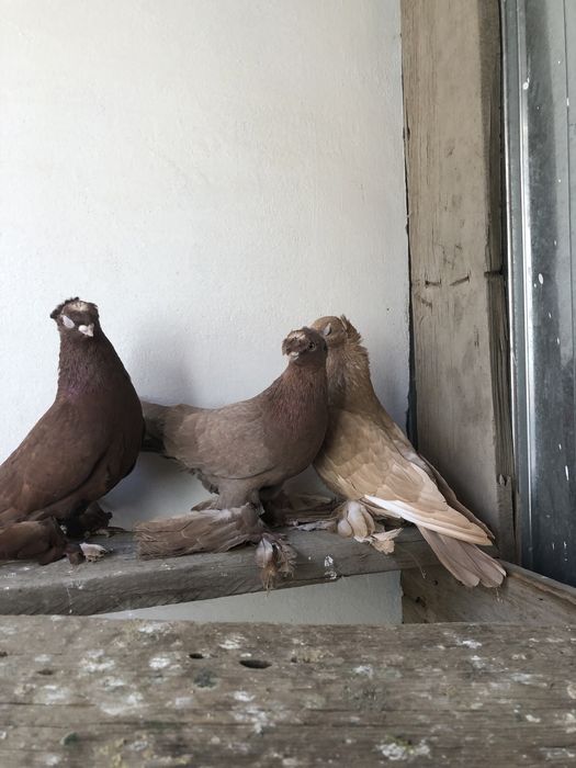 Продажа старопородные игровые