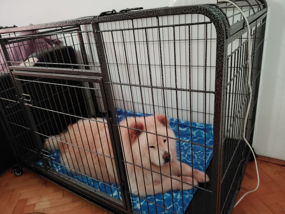 CUȘCĂ Câini Metal