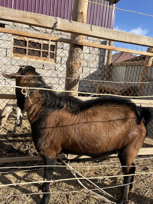 Теке сатылады срочно!
