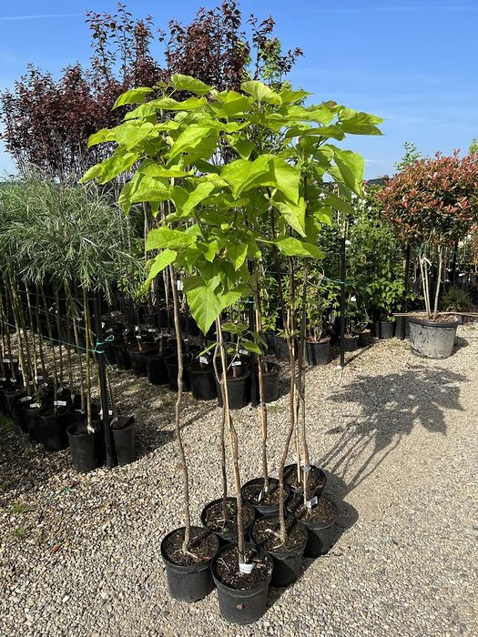 Pepiniera vând catalpa  altoita la ghiveci