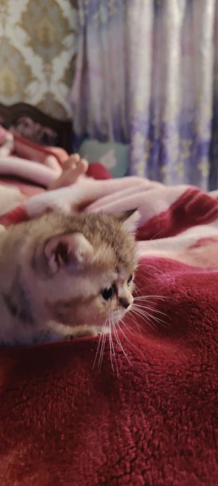 Zotdor Mushuk bolalari