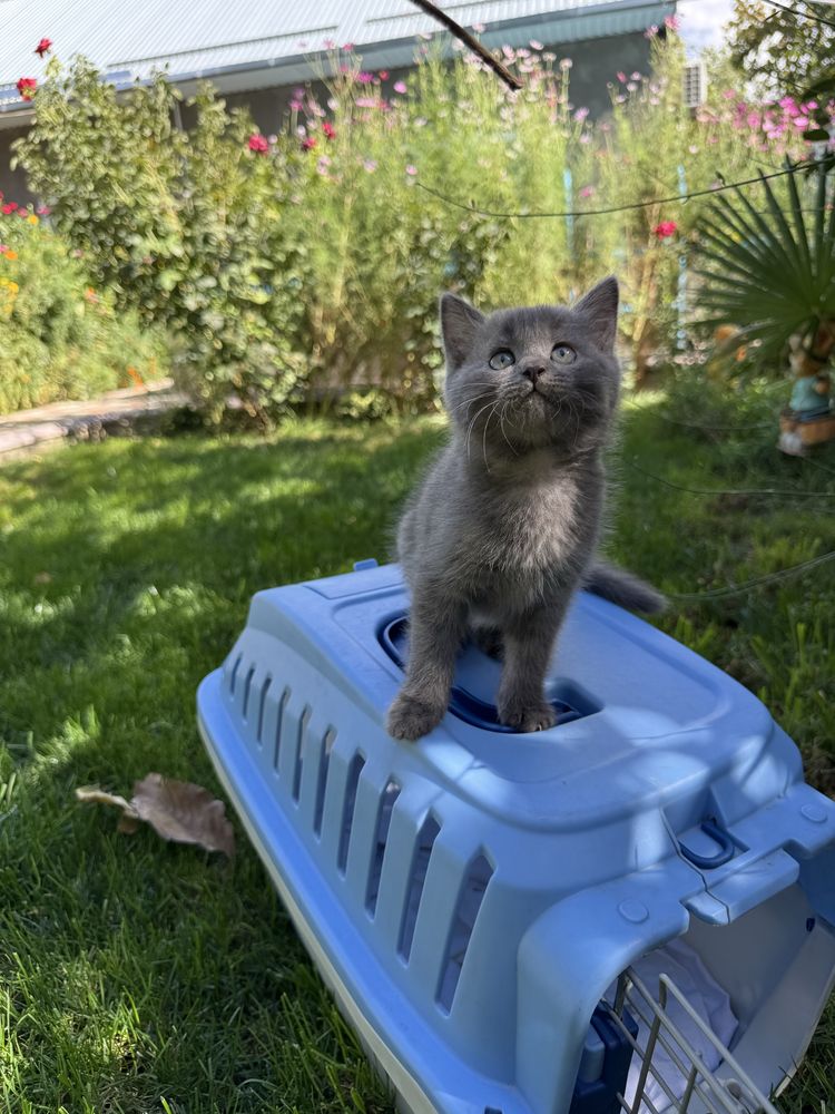 Котята-в добрые руки