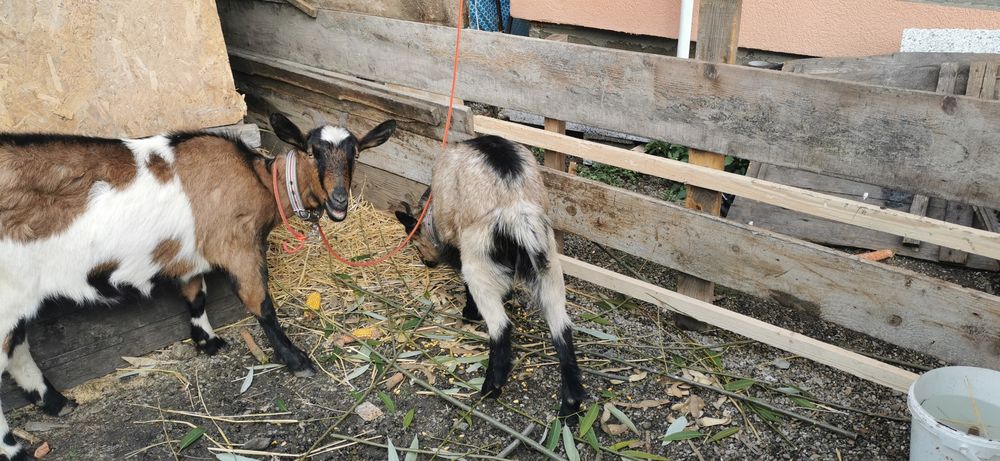 Vând o capra și o iada ambele gestante