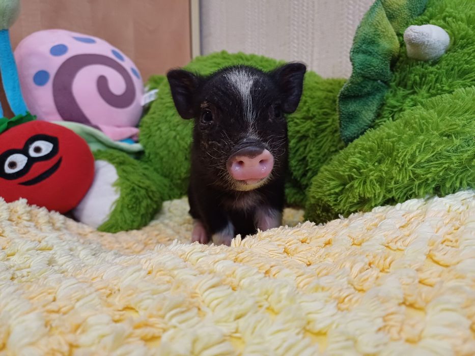 Мини прасенца / Декоративни прасета