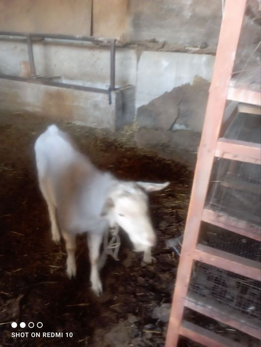 Срочно продам козёл 8 месяцев