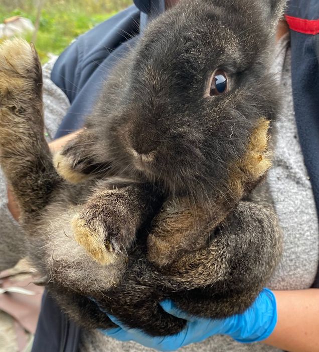 Vând iepurași de talie mica
