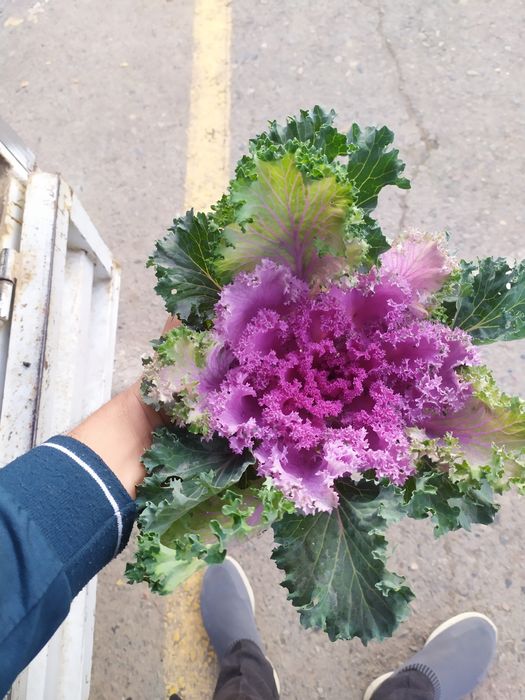 Karomgul mavsumiy gul