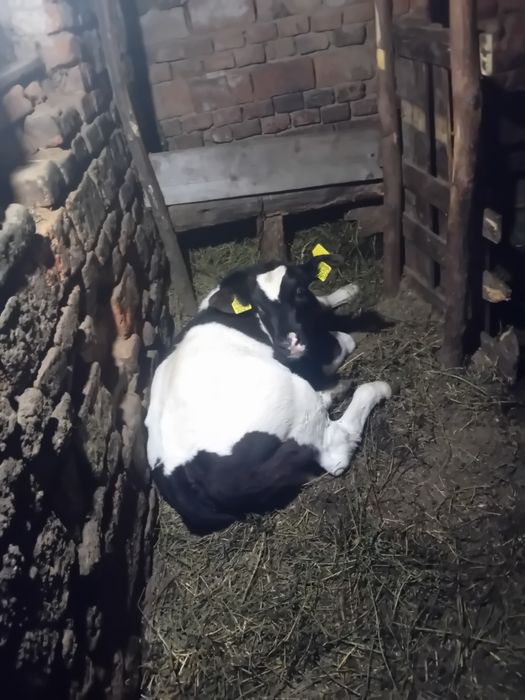 Vând vițel de 2 luni
