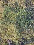 Baloti lucerna C1,C2 min40.Drept 500 sau fan.La TIR"RO  Transp.inclus