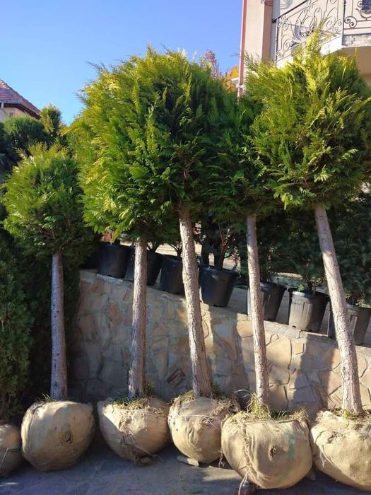 Plante ornamentale
