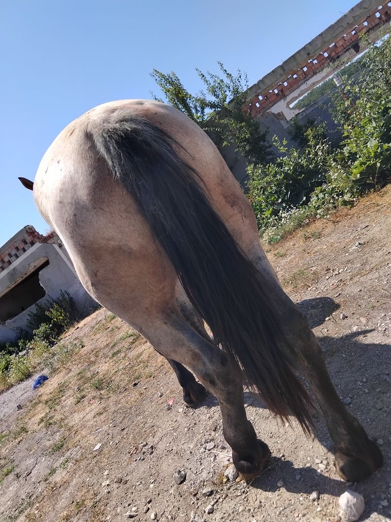 Vând mânzat de 3 ani