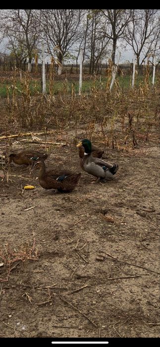 Disponibil Cocosi si Rătoi