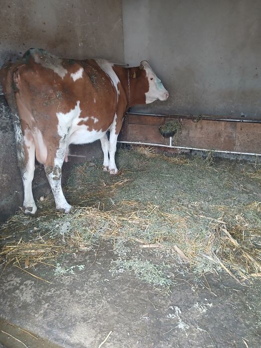 Vând vaca bună de lapte