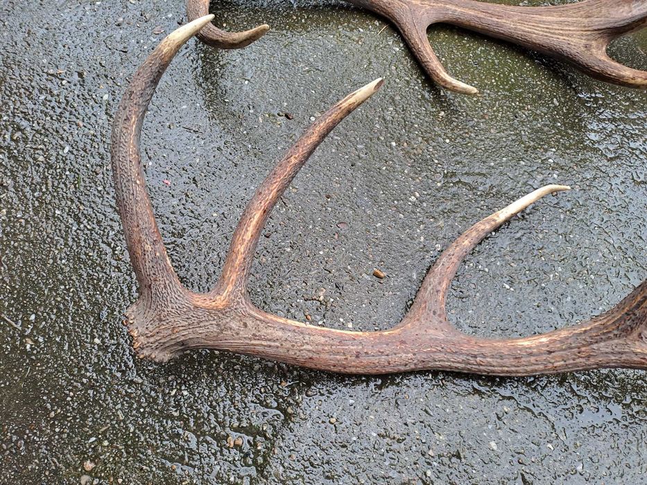 coarne cerb 95 - 100 cm