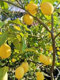 Продавам лимонови дръвчета