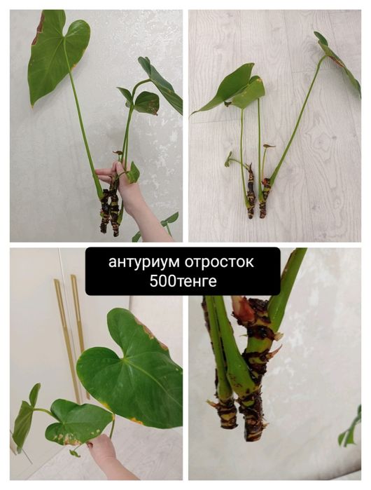 Продаётся комнатные растения