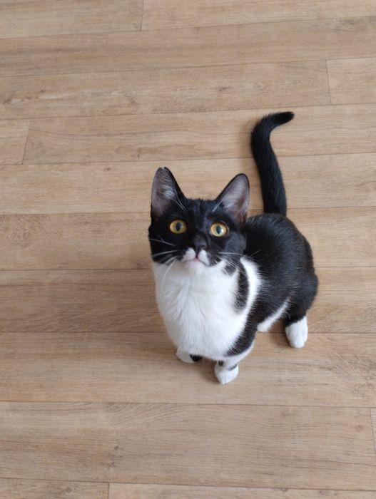 Кошечка в хорошие руки