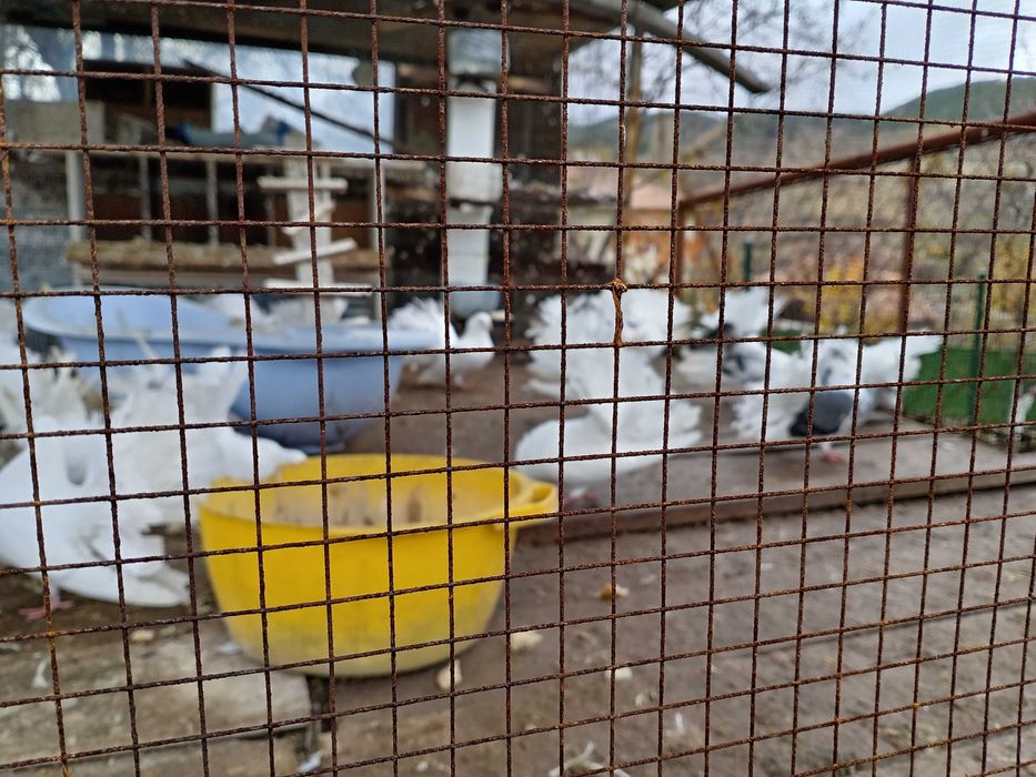 Гълъби  фенерлий