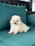 Pui Pomeranian cu pedigree