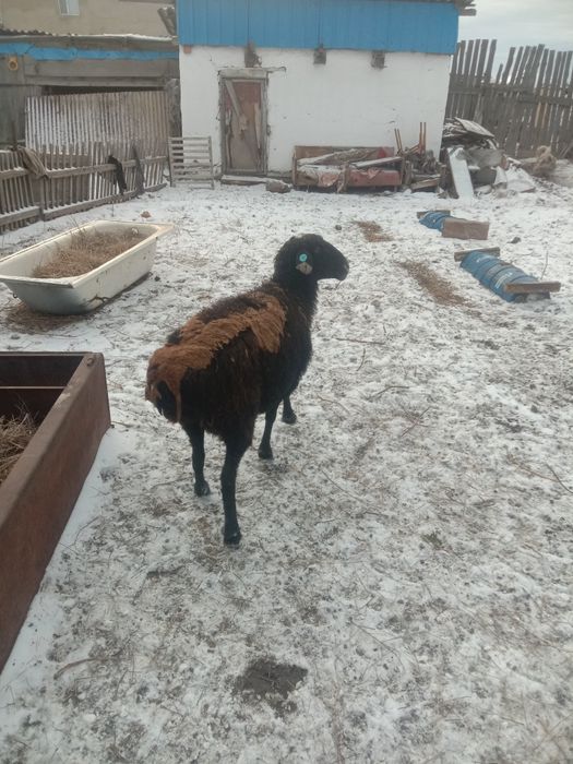 Қой баран сатылады